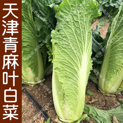 种子春季盆栽阳台大白菜