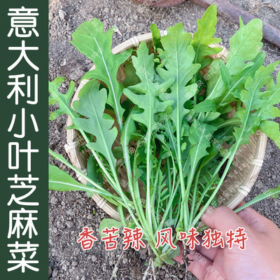 意大利小叶火箭阳台盆栽芝麻菜