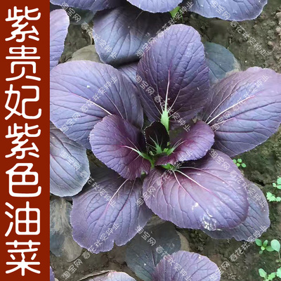 紫色种子阳台盆栽小油菜