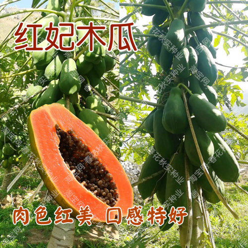 红妃木瓜种子产量高结果多口感好
