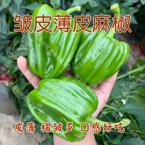 皱皮薄皮麻辣椒种子盆栽大田高产