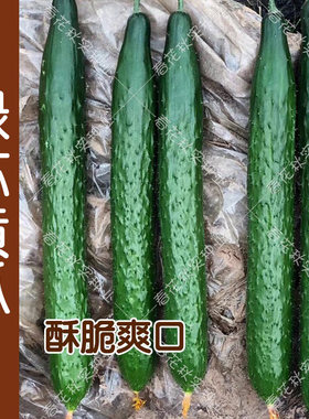 蔬菜绿芯春季脆甜多汁黄瓜种子