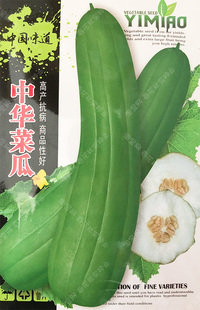 中华青皮菜瓜种子 青瓜长脆瓜酱瓜 春夏季水果蔬菜籽嫩瓜不苦清香
