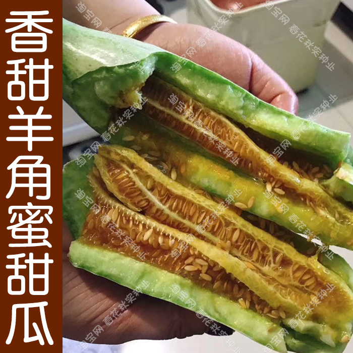 超甜羊角蜜甜瓜种子酥脆爽口好吃