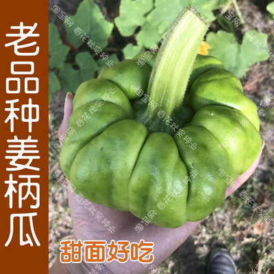 蔬菜云南姜柄瓜甜面四季爬藤种子