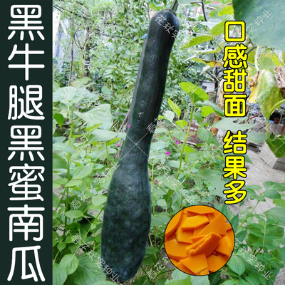 黑牛腿黑蜜甜面南瓜种子吊瓜蔬菜