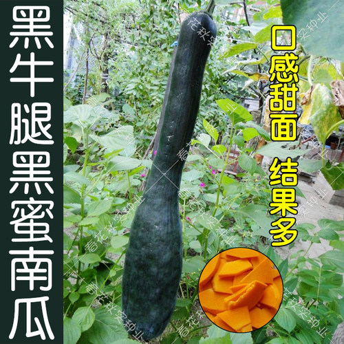 黑牛腿黑蜜甜面南瓜种子吊瓜蔬菜