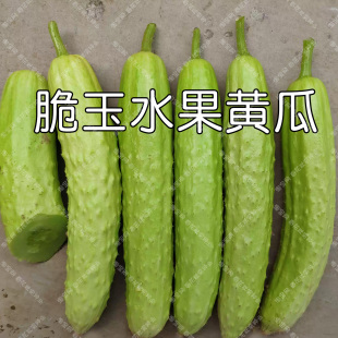 脆玉水果小黄瓜种子 春秋季播蔬菜籽 脆甜结果多黄白色高产易种孑