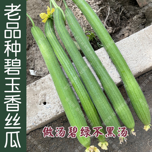 碧玉香丝瓜种子好吃不黑汤老品种