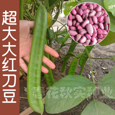 大红刀豆阳台盆栽爬藤豆角种子