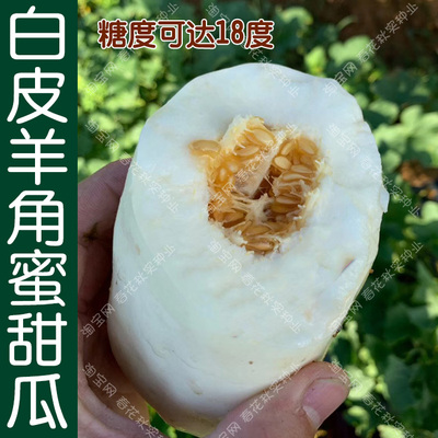 羊角蜜春季水果籽甜瓜种子