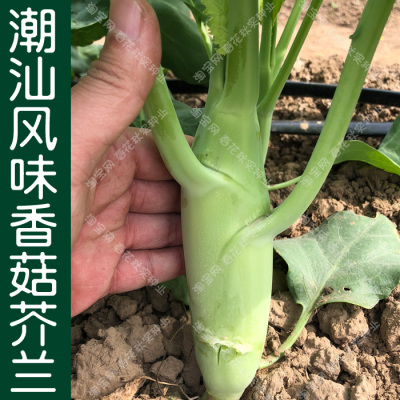 潮汕风味改良香菇春季肥大芥兰