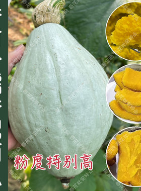香妃香甜粉糯南瓜种子四季