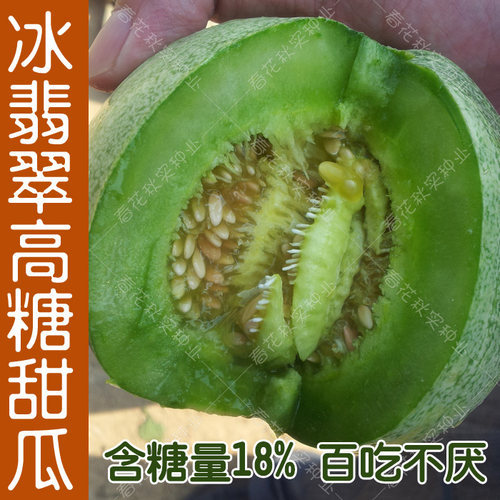 高糖四季爽口阳台盆栽甜瓜种子