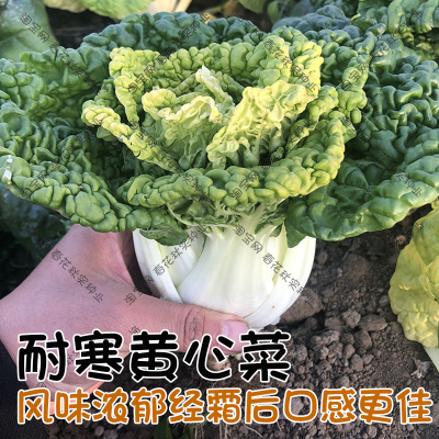 耐寒鲜嫩秋季阳台盆栽脆甜黄心菜