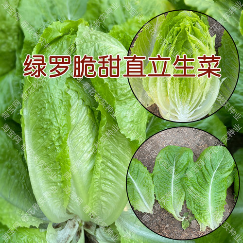 脆甜绿罗直立生菜种子易种口感好