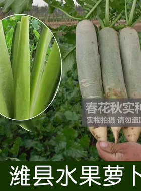 潍坊名吃秋季阳台盆栽多汁青萝卜
