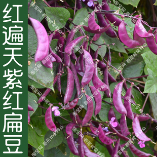 早熟红遍天紫红扁豆种子 春夏秋四季播耐热高产采收期长蔬菜籽 孑