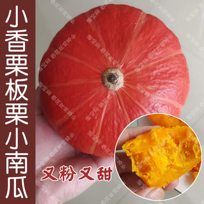 小香栗粉糯南瓜种子口感好易种植