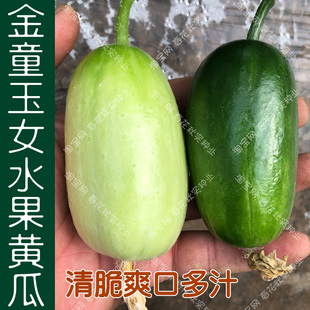 金童玉女迷你水果小黄瓜种子 春季秋季播蔬菜籽 早熟阳台盆栽大田