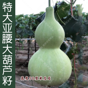 特大亚腰酒葫芦种子 阳台盆栽庭院爬藤孑 特小文玩观赏瓜籽 春夏季