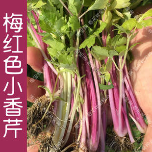播蔬菜籽 阳台盆栽易种口感好孑 春夏秋四季 特菜梅红色小香芹种子