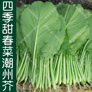 早熟四季甜春菜种子 春夏秋四季播潮州芥蔬菜籽 阳台盆栽易种大田