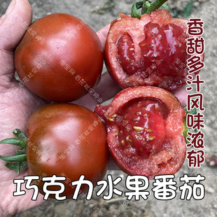 巧克力番茄种子香甜沙瓤多汁 春秋四季播蔬菜籽水果孑 好吃西红柿