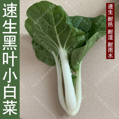 速生黑叶小白菜种子 春夏秋四季播蔬菜籽 耐热耐湿耐雨水叶肉厚孑