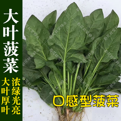 阳台盆栽高产菠菜种子