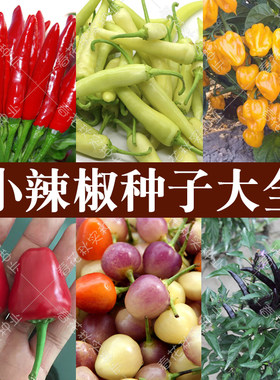 海南黄灯笼椒朝天椒春四季超辣孑
