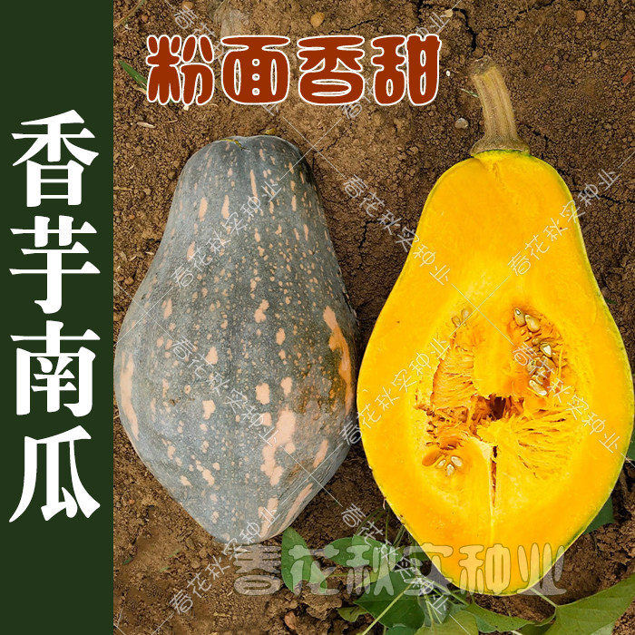 香芋甜面南瓜种子 特色小蜜本南瓜蔬菜种子 粉甜粘糯好吃香味浓郁,鲜花速递/花卉仿真/绿植园艺,家庭园艺种子,淘宝优惠券,粉丝福利购,淘宝优惠卷