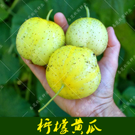 美国进口柠檬黄瓜食用蔬菜种子