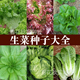 阳台盆栽大田孑 蔬菜籽 脆甜紫叶奶油结球直立生菜种子 春夏秋四季