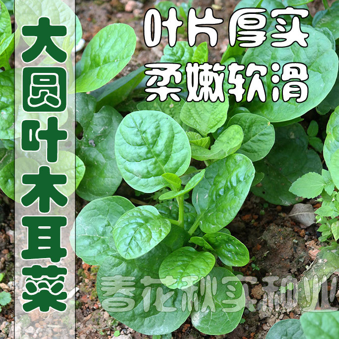 大叶木耳菜种子 春夏秋四季胭脂豆腐菜蔬菜种子 爬藤阳台盆栽大田