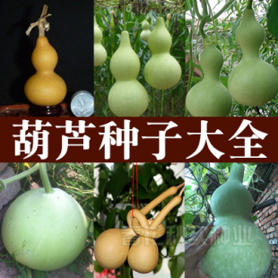 春夏季 播籽盆栽庭院遮阴籽 亚腰观赏爬藤长廊文玩 特大小葫芦种子