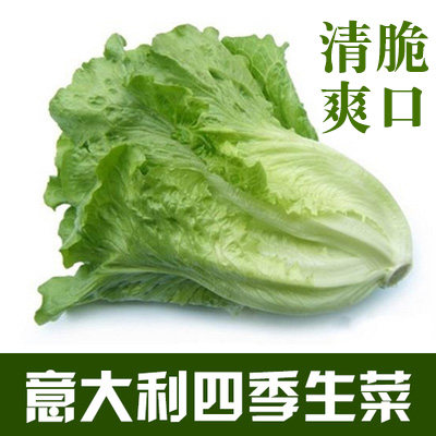 脆甜意大利四季生菜种子清脆爽口