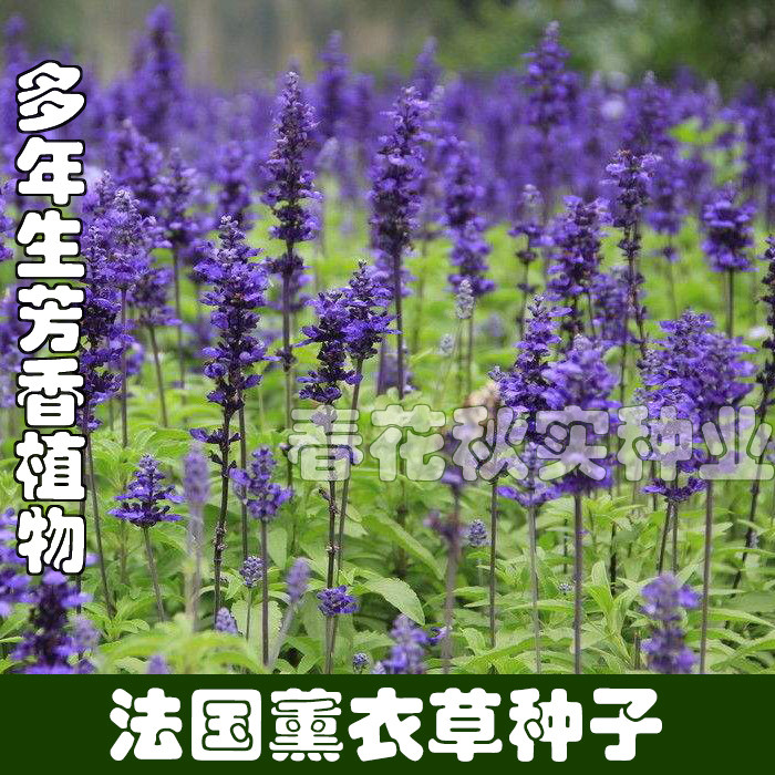 法国薰衣草种子 春夏秋四季花卉种子 盆栽阳台芳香香草种子多年生