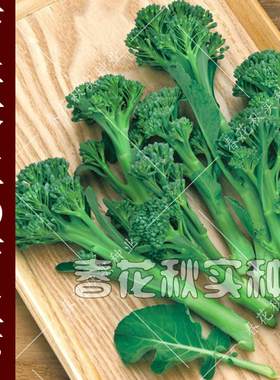 西洋芥蓝种子秋季蔬菜种子 西兰苔侧枝西兰花种子籽 阳台盆栽大田