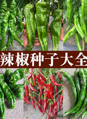 香辣辣椒种子蔬菜籽易种