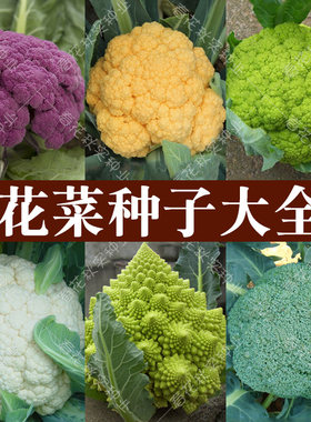 青梗松花菜花椰菜西兰花种子春秋