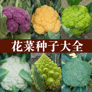 青梗松花菜紫黄绿宝塔花椰菜种子 西兰花秋季播蔬菜籽 耐寒菜园孑