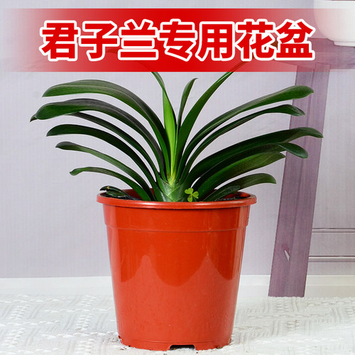 直筒大口径加厚花盆君子兰专用