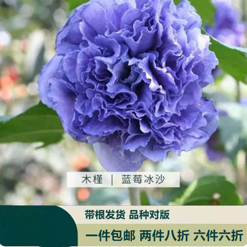 紫玉雪纺蓝莓冰沙木槿花盆栽