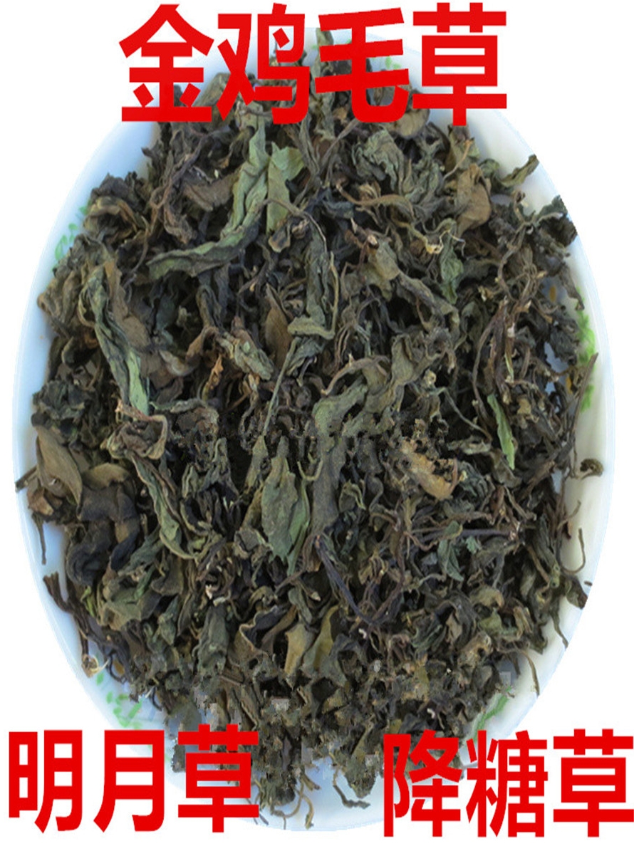 明月草金鸡毛草干叶鲜叶神奇救命草白子菜鸡降糖草苗泰国尼罗基草