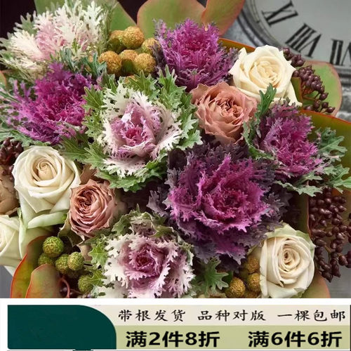 羽衣甘蓝玫瑰混搭鲜花束生日表白