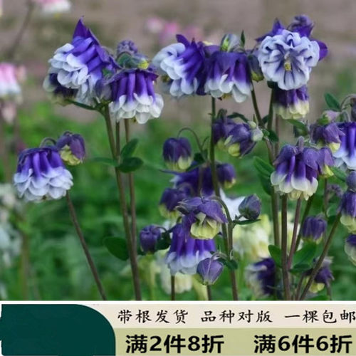 大花重瓣耧斗菜 花苗单瓣猫爪花多年生宿根耐寒植物花卉绿植 包邮