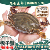 飞蟹梭子蟹非冻蟹大连新鲜特大母蟹公蟹满肉满黄海鲜水产冷水螃蟹
