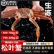 松叶蟹板蟹俄罗斯长脚雪鳕蟹生冻螃蟹冷冻蟹脚超大帝王蟹海鲜水产