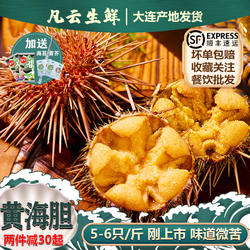 马粪海胆鲜活紫黄即食日料现剥刺身生鲜大连海鲜食材海胆肉刺赤身